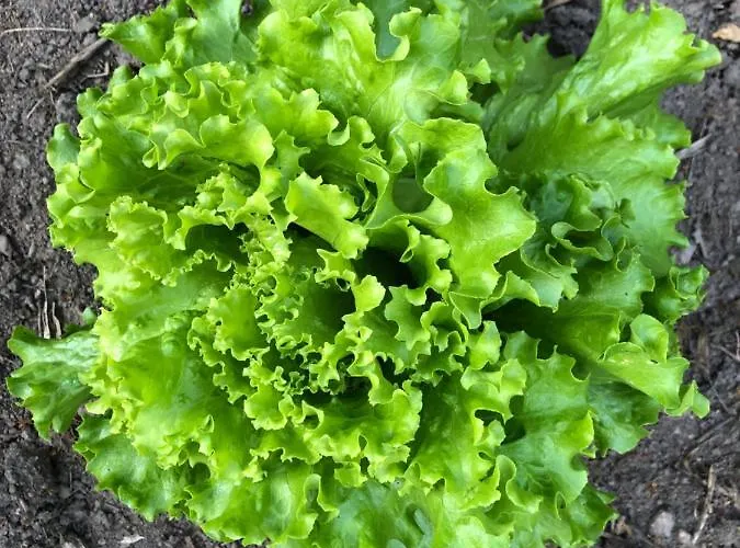 Zone Bleue Отель типа 