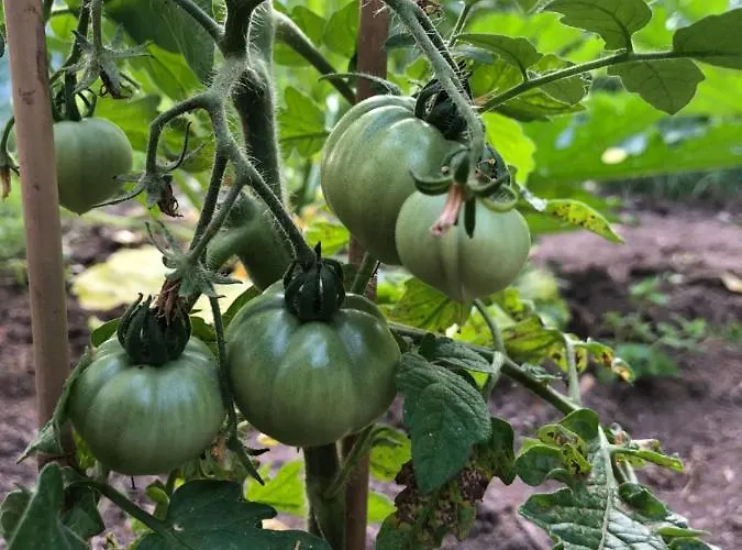 Zone Bleue Bed & Breakfast 4*