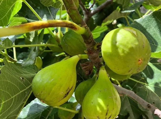 Zone Bleue Отель типа 